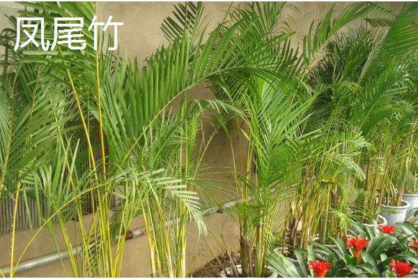 竹子有哪些寓意，寓意独立顽强、不畏困难等