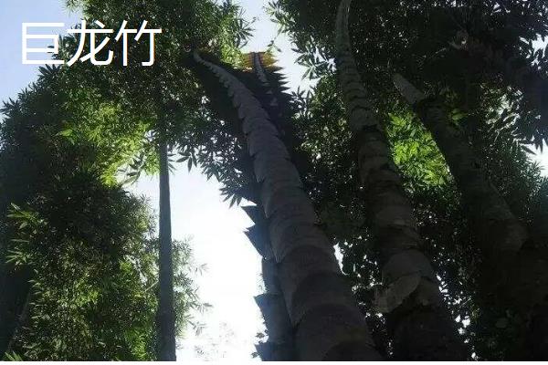 竹子有哪些寓意，寓意独立顽强、不畏困难等