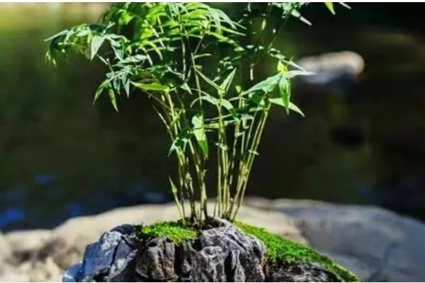 竹子有哪些寓意，寓意独立顽强、不畏困难等