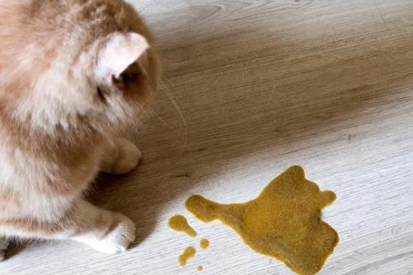 猫咪拉稀没精神的原因，可能是应激反应