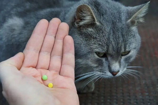 猫咪拉稀没精神的原因，可能是应激反应