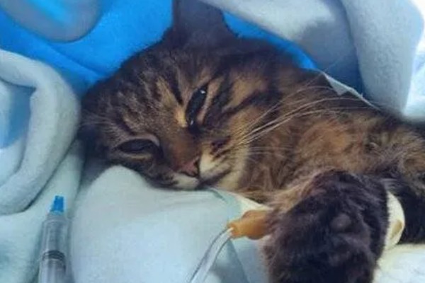 猫咪拉稀没精神的原因，可能是应激反应