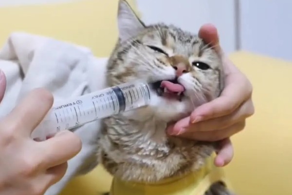 猫咪拉稀没精神的原因，可能是应激反应