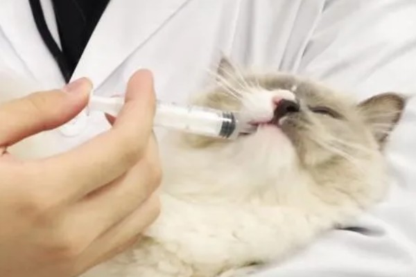 猫咪拉稀没精神的原因，可能是应激反应