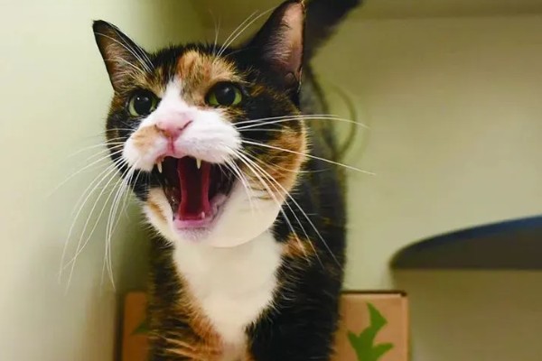 猫咪拉稀没精神的原因，可能是应激反应