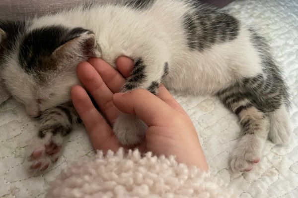 猫咪拉稀没精神的原因，可能是应激反应