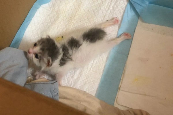 猫咪拉稀没精神的原因，可能是应激反应