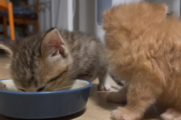 猫咪拉稀没精神的原因，可能是应激反应