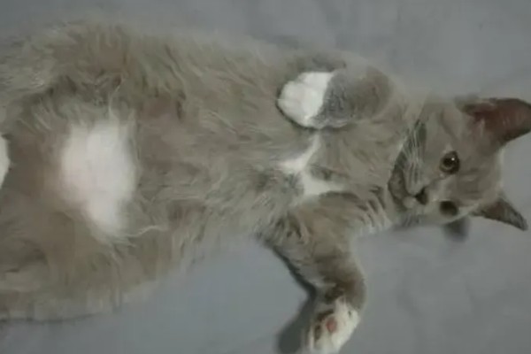 猫咪拉稀没精神的原因，可能是应激反应