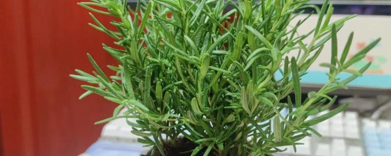 迷迭香的养殖方法，将其置于阳光充足的环境中