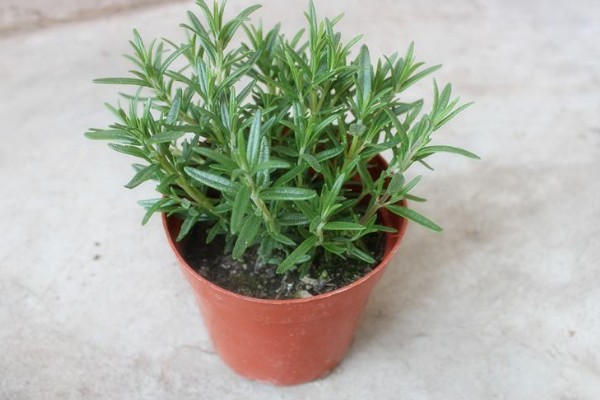 迷迭香的养殖方法，将其置于阳光充足的环境中