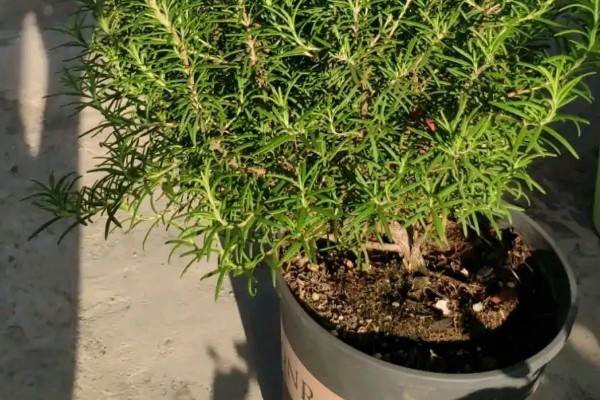 迷迭香的养殖方法，将其置于阳光充足的环境中