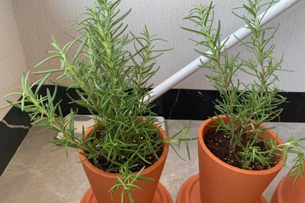 迷迭香的养殖方法，将其置于阳光充足的环境中