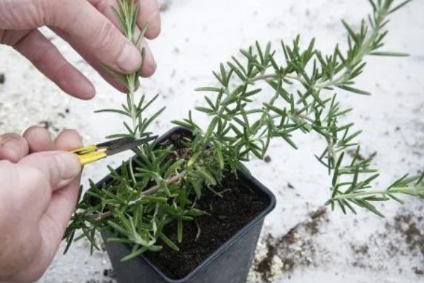 迷迭香的养殖方法，将其置于阳光充足的环境中