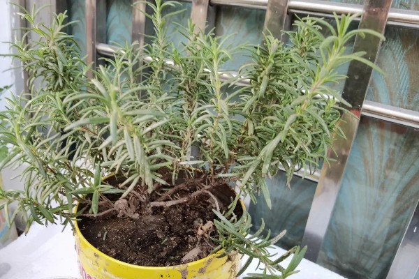 迷迭香的养殖方法，将其置于阳光充足的环境中