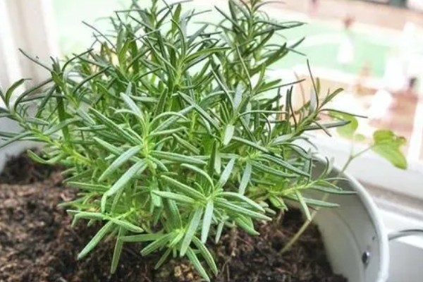 迷迭香的养殖方法，将其置于阳光充足的环境中