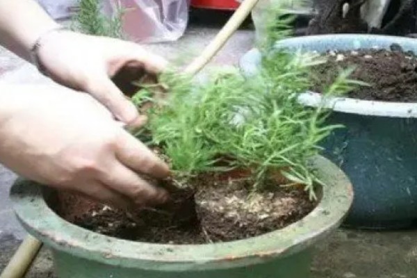 迷迭香的养殖方法，将其置于阳光充足的环境中