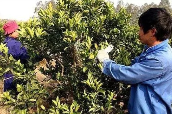 金桔如何修剪挂果多，在结果期间还需继续培养树冠