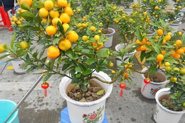 金桔如何修剪挂果多，在结果期间还需继续培养树冠