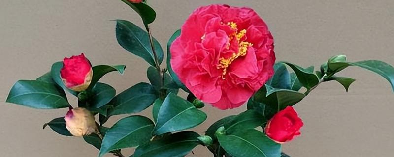 茶花零下十度会不会冻死，短时间内不会冻死