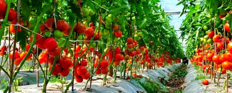 西红柿怎么管理，第一穗果坐住后要追施腐熟的农家肥