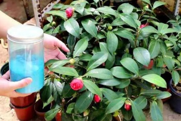 茶花零下十度会不会冻死，短时间内不会冻死