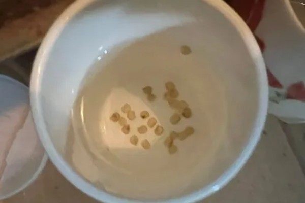 西红柿怎么管理，第一穗果坐住后要追施腐熟的农家肥