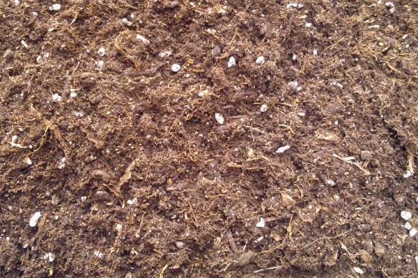 西红柿怎么管理，第一穗果坐住后要追施腐熟的农家肥