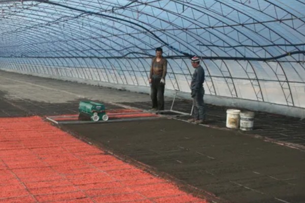 西红柿怎么管理，第一穗果坐住后要追施腐熟的农家肥