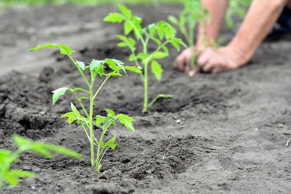 西红柿怎么管理，第一穗果坐住后要追施腐熟的农家肥