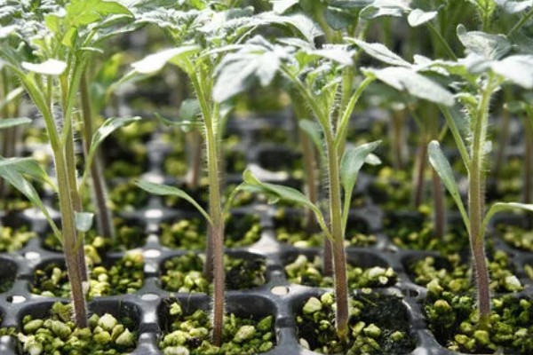 西红柿怎么管理，第一穗果坐住后要追施腐熟的农家肥