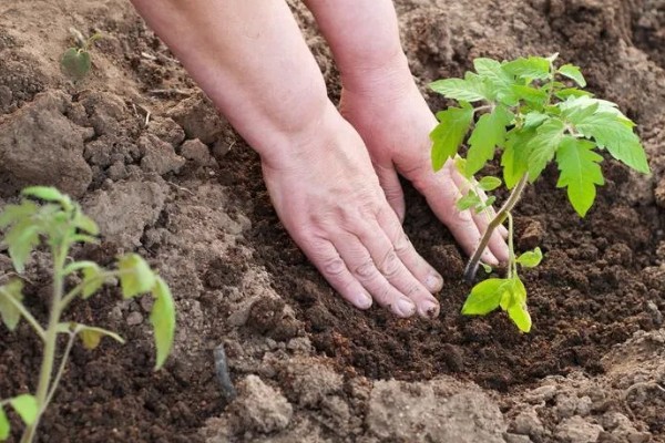 西红柿怎么管理，第一穗果坐住后要追施腐熟的农家肥