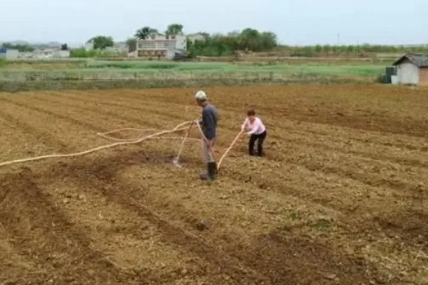 西红柿怎么管理，第一穗果坐住后要追施腐熟的农家肥