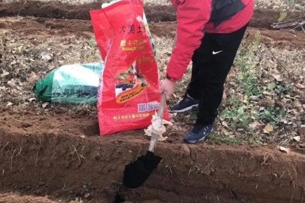 西红柿怎么管理，第一穗果坐住后要追施腐熟的农家肥