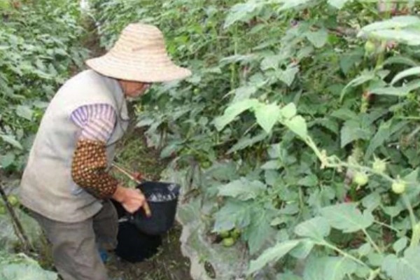 西红柿怎么管理，第一穗果坐住后要追施腐熟的农家肥