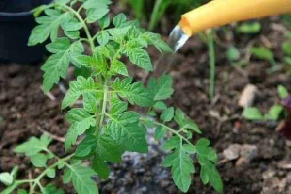 西红柿怎么管理，第一穗果坐住后要追施腐熟的农家肥