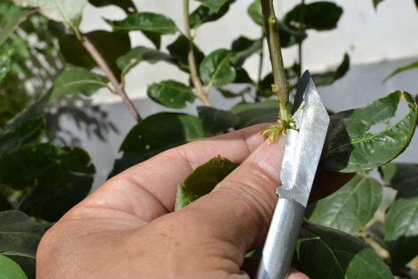 靠接多长时间可以切断,通常要在1个月之后