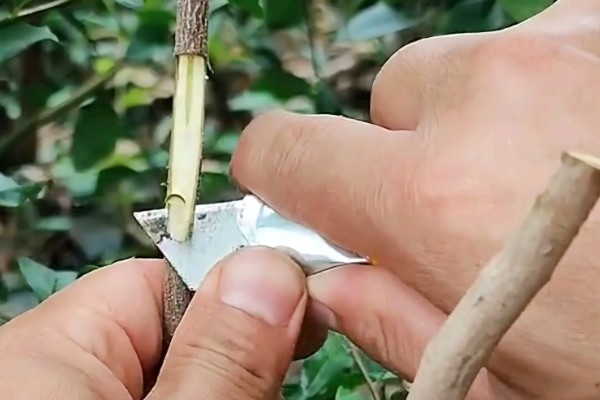 靠接多长时间可以切断,通常要在1个月之后