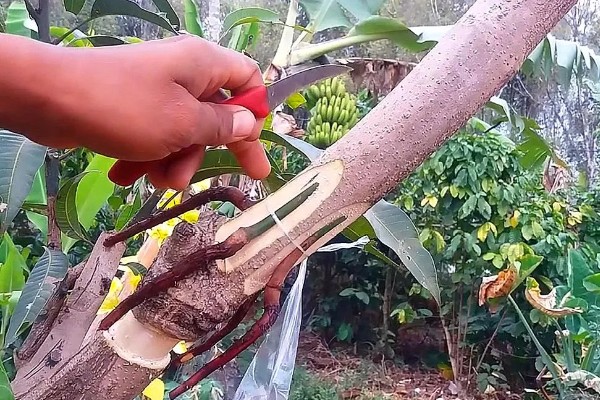 靠接多长时间可以切断,通常要在1个月之后