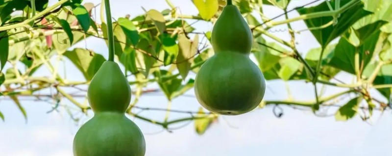 葫芦叶子发黄的原因，可能是浇水过多所致