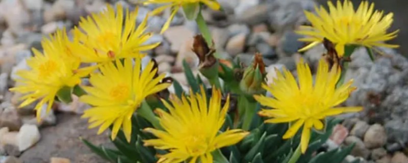 黄花照波的养殖方法，生长过程中需要充足的光照