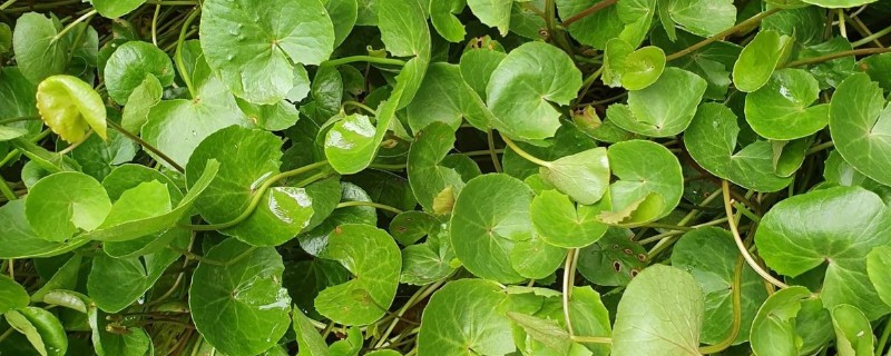 镜面草的寓意，寓意好运连连、团团圆圆等