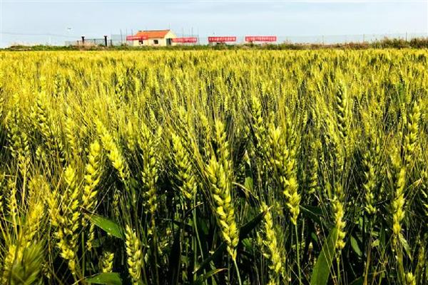 安科1701小麦的简介，全生育期为216天