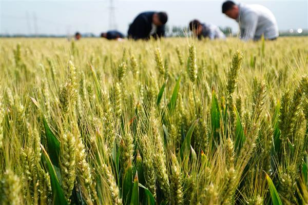 安科1701小麦的简介，全生育期为216天