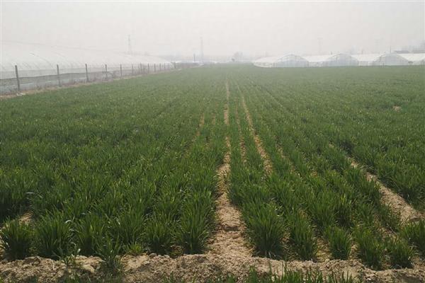 安科1701小麦的简介，全生育期为216天