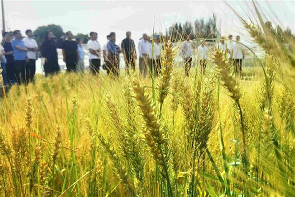 安科1701小麦的简介，全生育期为216天
