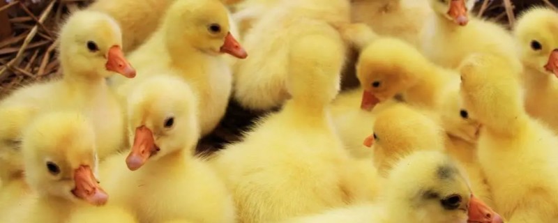 小鹅拉白稀屎吃哪种药，可以使用痢特灵