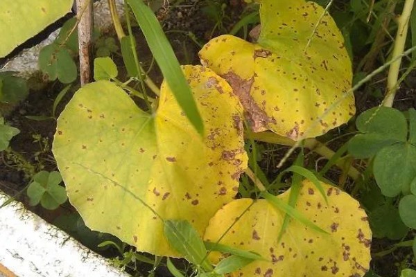 葫芦叶子发黄的原因,可能是浇水过多所致