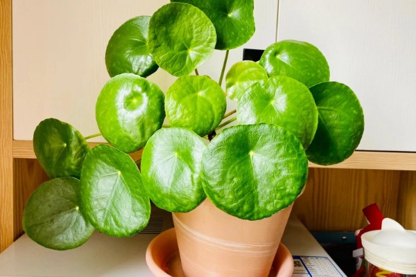 镜面草的寓意，寓意好运连连、团团圆圆等