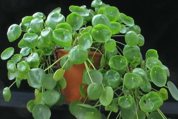 镜面草的寓意，寓意好运连连、团团圆圆等